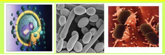 Rev Mali Infectiol Microbiol